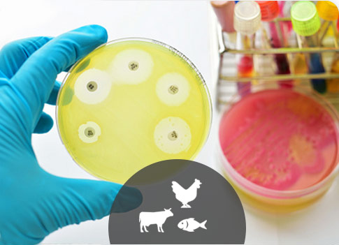 Antibiotic Resistance : a major problem in animal health